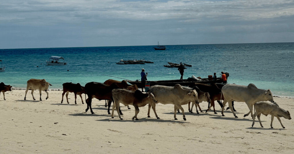 Nungwi beach view – one of the best Zanzibar beaches