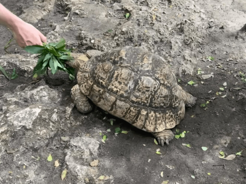 it's one of the most heartwarming things to do in Zanzibar for animal lovers.