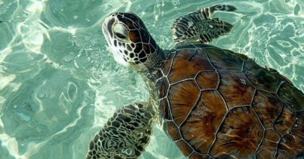 Zanzibar honeymoon snorkeling adventure, Stone Town Zanzibar cultural honeymoon walk