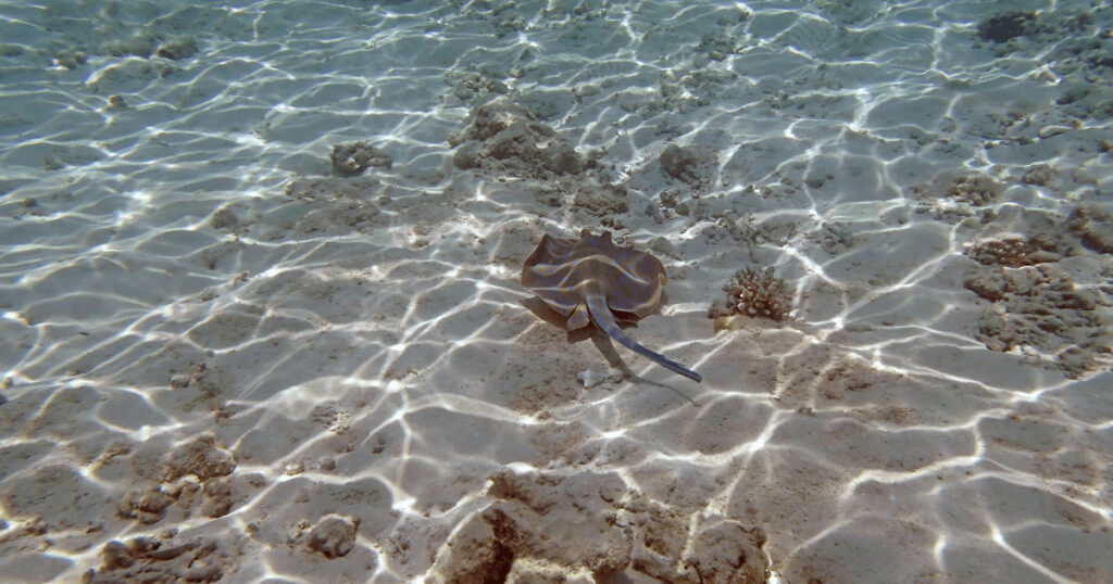 Water sports in Hurghada like kitesurfing and parasailing — thrilling things to do in Hurghada for first-time travelers