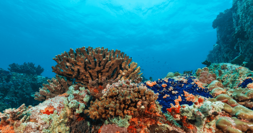 Crystal-clear waters and catamarans near Isla Saona, the dream island of the Dominican Republic beaches.