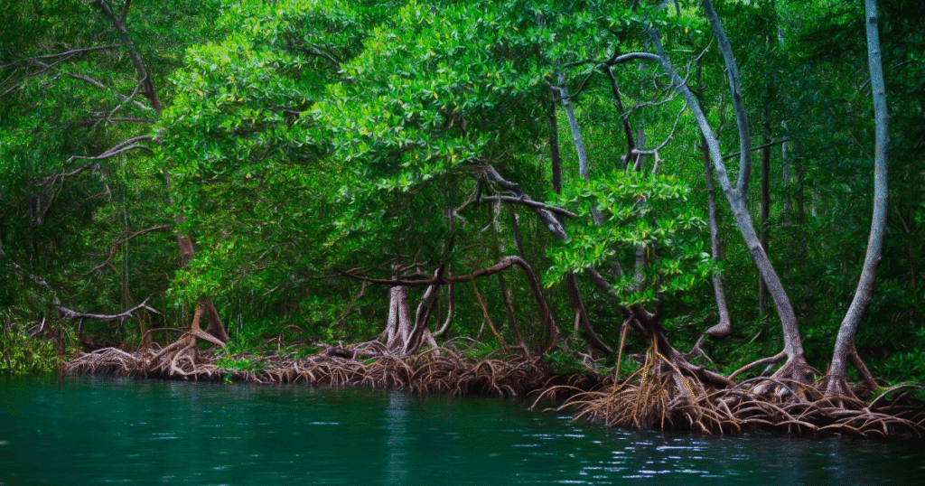 Los Haitises National Park one of the most unique hidden Dominican gems with mangroves and limestone cliffs